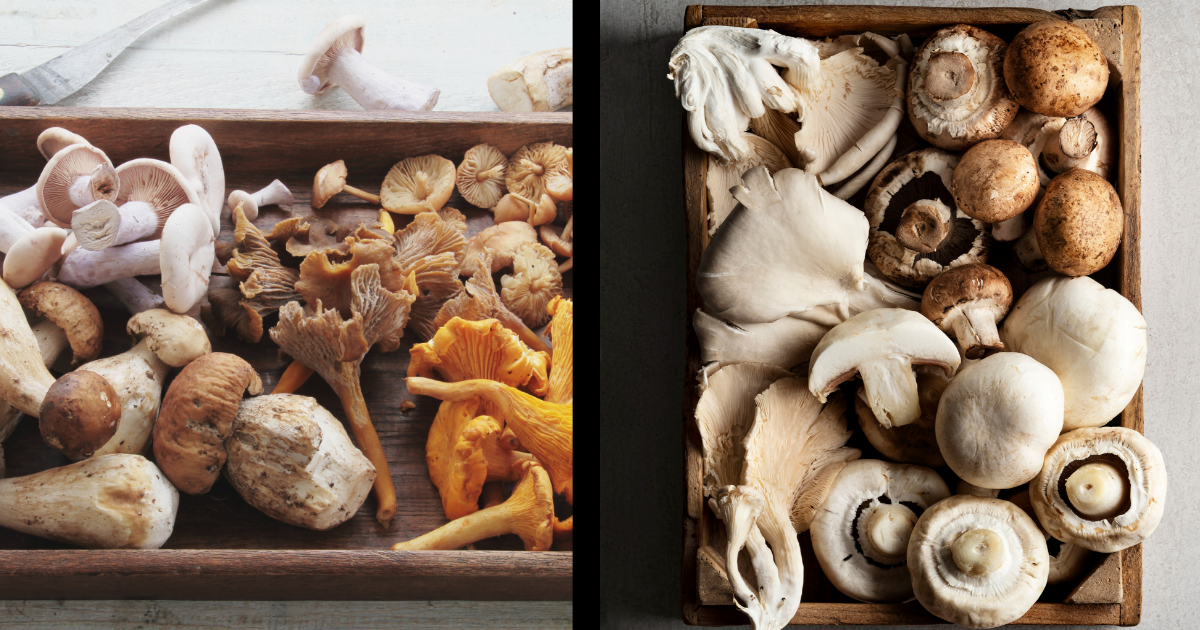 Coffee with Mushrooms A Novel Mix for Wellbeing and Health